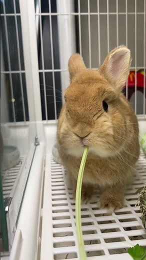 Cute teacup rabbit bunnies😍#cute #baby #cutebaby #bunnylove #toys #pets #babybunnies #rabbit