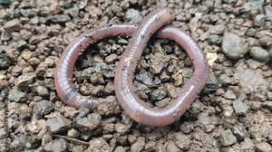 Earthworms Digging In Wet Soil. Large worms crawl into making holes in the black soil, where the worms are. Moist, living substrate. biodiversity and vitality. bugs. Invertebrates. environment.