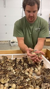 if you like our content swipe left and give us a follow! #pheasants #chicks #hatching #midwest #gamefarm #wildlife #uplandgame | Ingalls Pheasants & Fowl