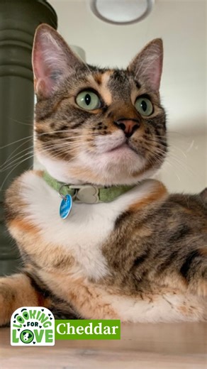 Cheddar’s got a purr-sonality you can’t resist! 🧀 Cheddar is playful, cheeky, and endlessly affectionate. She loves curling up on the couch, pouncing on her wand toy, and exploring new cosy nooks. She’s looking for a calm, dog- and cat-free home where she can be the centre of attention and shower her humans with purrs and love. 💌 Click to meet Cheddar…or rather, watch to fall in love! >> https://tinyurl.com/5n6atunt 🐱 Cheddar 🔗 https://www.petrescue.com.au/listings/1130805 🐾 PetRescue ID: 1