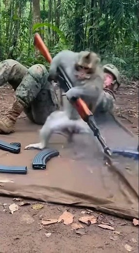 Monkey Shoots AK-47 Like a Pro!