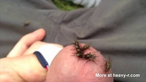 Flies Bite and Gorge on Cock Part 2