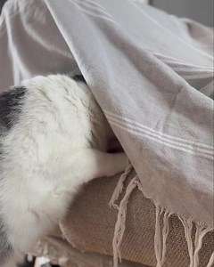 Tito and Pierre before lunch. You're not you when you're hungry. @catsmagazine #cats 😸😳 | Cats Magazine