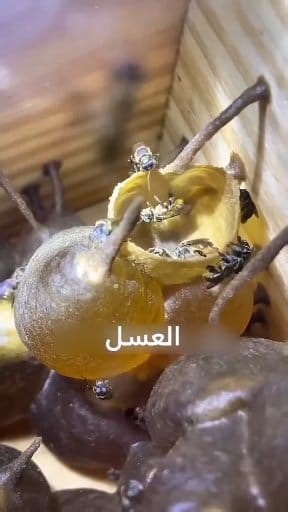 3.7K views · 13 shares | هل هذا العسل موجود في بعض الدول العربية؟ هل هو يمكنه ان يعالج بعض أمراض ؟ كلها أسئلة نتظر إجابات من المتابعين و شكرا ❤️❤️❤️ دمتم بكل. صحة و عافية #beekeeping #nature #StarsEverywhere #plants #maroc | Plants | Facebook