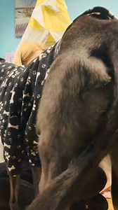 Teepee Tuesday!⛺️All of your lovely doggos are getting ready for bed but first some cuddles❤️ -Doggo buddy Amber #inthedoghousesolihull #sleepwell | In The Dog House Solihull, DOG HOUSE | Facebook