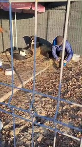 😎💪 Pe ei am reusit sa-i pregatim pentru vremea rece, astea sunt activitati de duminica pentru noi 🫠 🥰 Multumim fosterului pentru cazarea lor departe de adapost, departe de nemiloasa parvoviroza, tare ne-am dori sa existe mai multi oameni implicati care sa ofere spatiu si putin din timpul lor pentru a-i salva pe cei mai putin norocosi nascuti in strada 🥰 😇 Daca va schimbati lenjeria, plapumele, prosoapele, saci de dormit, paturi, orice e de bumbac si tine de cald va asteptam sa le aduceti l