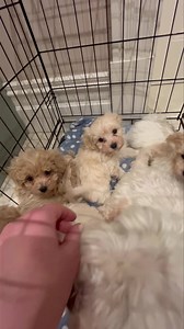 121K views · 1.3K reactions | This beautiful’ Maltese ‘we’ve called...