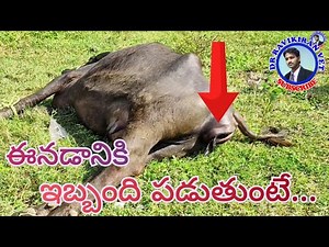 Buffalo Calving Case Explained | Safe Delivery, Newborn Care & Veterinary Tips