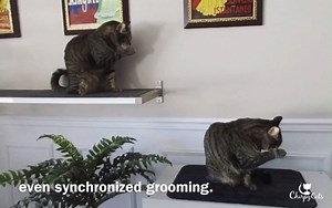 Synchronized grooming! | Homer Blind WonderCat