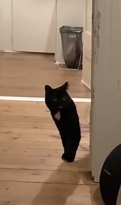 1.1K views · 52 reactions | Sometimes you need to return to Monke | Ike - The Traveling Hero | Facebook