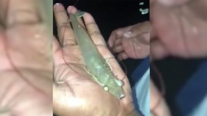 Demand for prawns continue