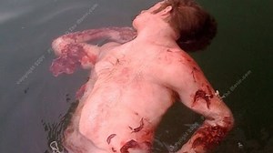 Piranha Fish Attack Human And Piranha Attacks Video Compilation | When Animals Attack