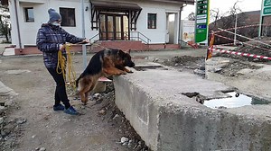 46 reactions | Jump in Slow Motion | EVO the German Shepherd | Facebook