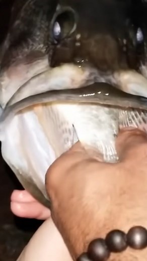 312K views · 1.7K reactions | Shamu really didn't want to let go of this catch.  #reels #fishing #fish #nature #amazingvideo | Zak Catch Em | Facebook