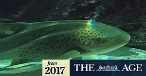 Shark switches to asexual breeding