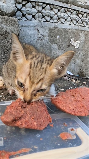 260K views · 10K reactions | This homeless kitten needs a home with a caregiver #Cat #kitten #ឆ្មា​ #កូនឆ្មា​ #TheGohanAndCats #catfeeding #straycat #Cambodia #cuteanimals #catlover #catrescue #feedingstraycats #animalcare #khmercat #straycatlove | The Gohan And Cats | Facebook
