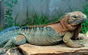 Once thought extinct, 21 endangered Jamaican iguanas released into wild - Jamaica Observer