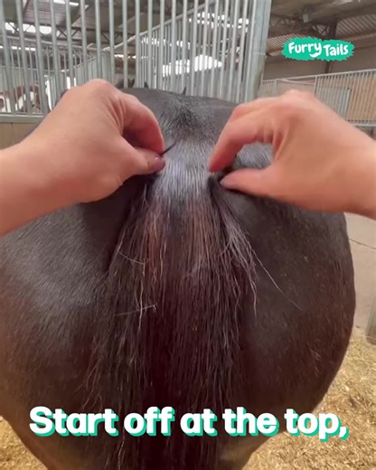 Braiding my horse's tail 🐎 | Furry Tails
