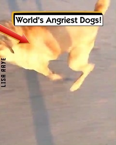 World's Angriest Dogs! | Lisa Raye