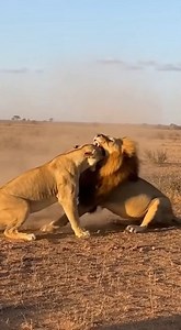 In every slow, confident step, the lion commands time itself, reminding the wild that true power moves at its own pace. | Savannah Shenanigans