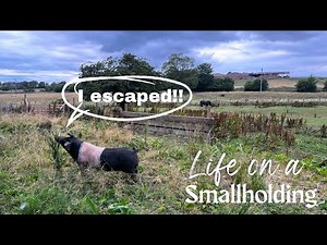 The Naughtiest Ones We’ve Owned | Life on a Smallholding