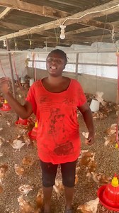 EDS Vaccine, make sure you give your birds this vaccine. | Rabiu Halima