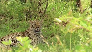2.2K views · 196 reactions | Leopards spots allow them to blend in with leaves and grass. When the prey is within range, the leopard will pounce and kill it with a bite to the throat #animal #hyenas #wild #sanparks #Amazing #lionking #wild #bush | African Bush Kingdom | Facebook