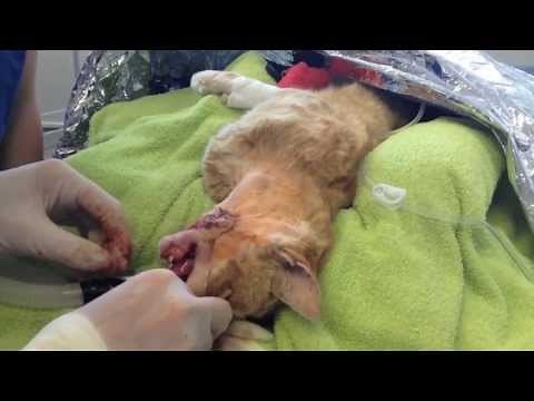 Oesophageal feeding tube placement in a cat