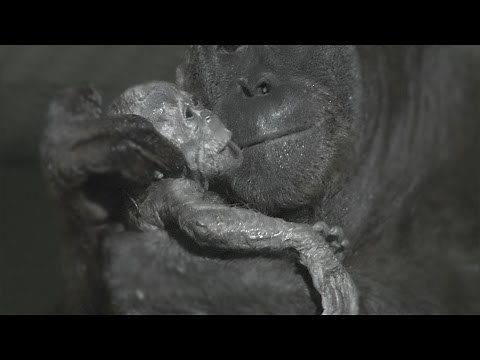 Orangutan birth captured live on camera at Durrell