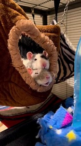 Bonded rats, Pluto & Donald, snooze together in their hanging bed 🐀💤 | Champaign County Humane Society