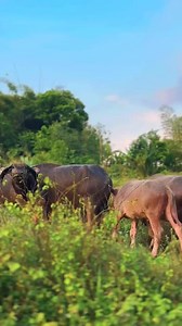 2.4K views · 26 reactions | Nature is the answer for healing  #vespa #vespajava #vespajavaindonesia | Vespa JAVA Indonesia | Facebook