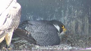 Changing of the Guard...and view of the first chick! | UMass Amherst Libraries