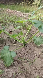 What is this #trending #tree #nature | FactoDada | Facebook