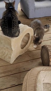 New scratch and nap! | Yogie and Friends FIV Positive Cat Sanctuary