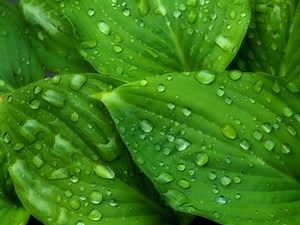 Tall Perennials For Shade - Garden Guides