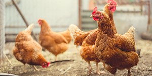 Avian influenza »  Emerging Pathogens Institute » University of Florida