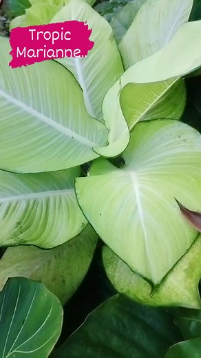 Dieffenbachia seguine 'Tropic Marianne (Dump Cane) #plants #plant #fbreels23 #fvpシ #reelsviralfb #Facebook規定禁止活體買賣 #fbreels #fbreelsvideo #reels2023 #reelsvideo #reelsfb #everyone | Gena Atienza