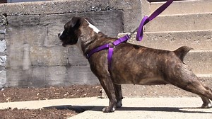 7.1K views · 43 reactions | Tink is a 1 1/2-year-old female English...