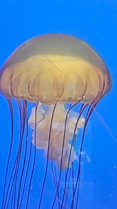 3.8K views · 29 reactions | Moody Gardens on Reels | Facebook