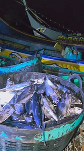 2.1K views · 18 reactions | The most amazing tuna fishing boat #fishing | Zami Akbar | Facebook