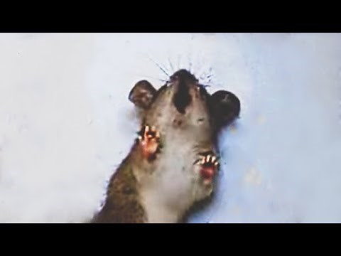 Mouse Begging for life emotional
