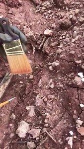 2.8K views · 39 reactions | Howdy from the ranch! At our paleontology digsite in Seymour, Texas, our staff and volunteers often unearth dimetrodons and other Permian creatures. Here's a peek at a find on the site. | Houston Museum of Natural Science | Facebook