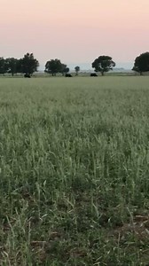 18 reactions | Reverse Rocking R Ranch on Reels | Facebook