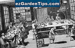 Wie man mexikanische Heather beschneidet 🌱 Tipps Gärtner - De.ezGardenTips.com
