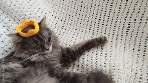 Beautiful adult grey cat sleeping in yellow knitted crown on hand made plaid close up,domestic furry cat during lockdown