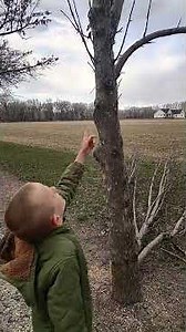 Pruning a neglected apple tree. #homesteading #orchard #fruittrees