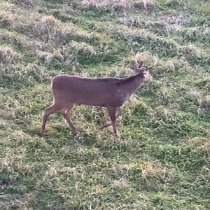 Incredible set tonite, 15 bucks nothing mature, 13 of them made there way to the decoy! Looking forward to the morning hunt!! 🏹🦌 | The Wild Outdoors