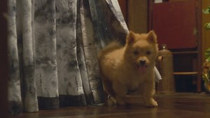 En las calles de nuestro país, más de 6 millones de animales buscan una segunda oportunidad, y en WUF tenemos más de 750 perros esperando ser adoptados. Nos enseñan que el amor y la fidelidad trascienden el tiempo y el espacio, tal como lo demuestra la conmovedora historia de Hachiko. Vive esta emocionante historia en 𝗛𝗔𝗖𝗛𝗜𝗞𝗢 𝟮: 𝗦𝗜𝗘𝗠𝗣𝗥𝗘 𝗔 𝗧𝗨 𝗟𝗔𝗗𝗢, desde el 𝟯𝟬 𝗗𝗘 𝗠𝗔𝗬𝗢 en todos los cines de Perú 🐾✨ Recuerda, siempre hay un amigo peludo esperando a tu lado. Elige adop