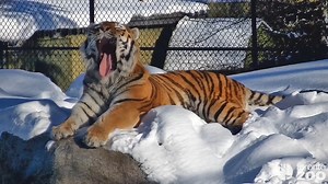 Snowed in this weekend? ❄️ Watch animals from around the world LIVE on zoolife where 80% of proceeds support the Zoo: https://www.torontozoo.com/livecams 🐅🌱 | The Toronto Zoo
