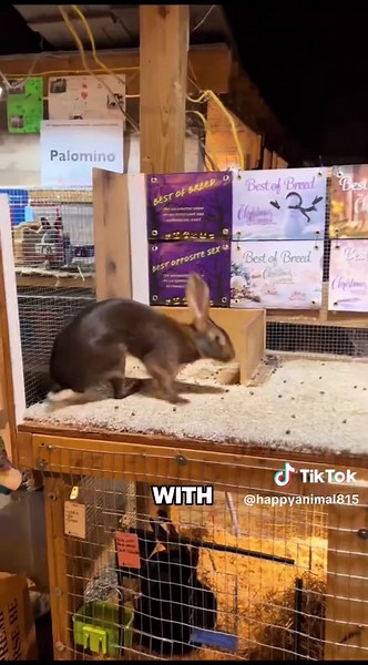 Wild rabbits don’t hibernate-how do they survive winter?#rabbit #hare #cuterabbit #fyp